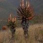 Cape Aloe 100 Seeds Aloe ferox