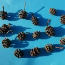 Dawn Redwood Metasequoia glyptostroboides 25 Cones
