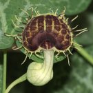 White-Veined Dutchman's Pipe Aristolochia fimbriata 10 Seeds White-Veined Dutchman's Pipe Aristolochia fimbriata 10 Seeds