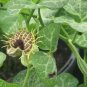 White-Veined Dutchman's Pipe Aristolochia fimbriata 10 Seeds