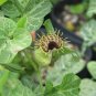 White-Veined Dutchman's Pipe Aristolochia fimbriata 10 Seeds