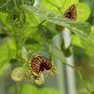 White-Veined Dutchman's Pipe Aristolochia fimbriata 10 Seeds