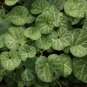 White-Veined Dutchman's Pipe Aristolochia fimbriata 10 Seeds