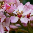 Indian Hawthorn Rhaphiolepis indica 20 Seeds