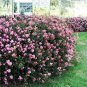 Indian Hawthorn Rhaphiolepis indica 20 Seeds