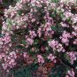 Indian Hawthorn Rhaphiolepis indica 20 Seeds