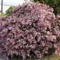 Indian Hawthorn Rhaphiolepis indica 20 Seeds