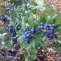 Indian Hawthorn Rhaphiolepis indica 20 Seeds