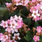 Indian Hawthorn Rhaphiolepis indica 20 Seeds
