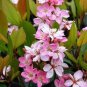 Indian Hawthorn Rhaphiolepis indica 20 Seeds