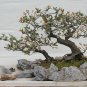 Indian Hawthorn Rhaphiolepis indica 20 Seeds