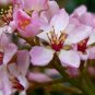 Indian Hawthorn Rhaphiolepis indica 20 Seeds