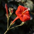 Scarlet Morning Glory  20 Seeds  Ipomoea coccinea