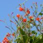 Scarlet Morning Glory  20 Seeds  Ipomoea coccinea