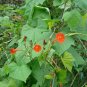 Scarlet Morning Glory  20 Seeds  Ipomoea coccinea