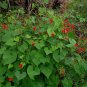 Scarlet Morning Glory  20 Seeds  Ipomoea coccinea