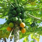 Papaya Carica papaya 100 Seeds