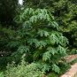 Papaya Carica papaya 100 Seeds
