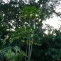 Papaya Carica papaya 100 Seeds