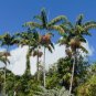 Montgomery Palm Veitchia arecina 10 Seeds