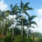 Montgomery Palm Veitchia arecina 10 Seeds
