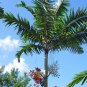Montgomery Palm Veitchia arecina 10 Seeds