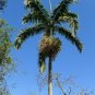 Montgomery Palm Veitchia arecina 10 Seeds