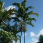 Montgomery Palm Veitchia arecina 10 Seeds