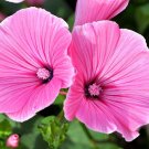 Rose Mallow Lavatera trimestris 500 Seeds