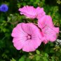 Rose Mallow Lavatera trimestris 500 Seeds