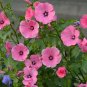 Rose Mallow Lavatera trimestris 500 Seeds