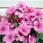 Rose Mallow Lavatera trimestris 500 Seeds
