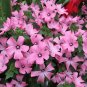 Rose Mallow Lavatera trimestris 500 Seeds
