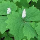 Vanilla Leaf Achlys triphylla 10 Seeds Vanilla Leaf Achlys triphylla 10 Seeds