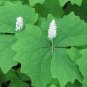 Vanilla Leaf Achlys triphylla 10 Seeds