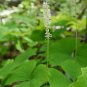 Vanilla Leaf Achlys triphylla 10 Seeds