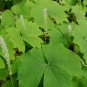 Vanilla Leaf Achlys triphylla 10 Seeds