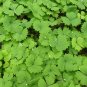 Vanilla Leaf Achlys triphylla 10 Seeds