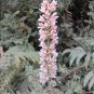 Bridal Wreath 400 Seeds Francoa appendiculata