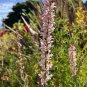 Bridal Wreath 400 Seeds Francoa appendiculata