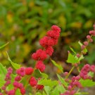 Strawberry Spinach Chenopodium capitatum 100 Seeds Strawberry Spinach Chenopodium capitatum 100 Seeds