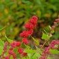 Strawberry Spinach Chenopodium capitatum 100 Seeds