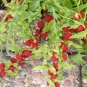 Strawberry Spinach Chenopodium capitatum 100 Seeds