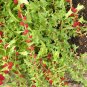 Strawberry Spinach Chenopodium capitatum 100 Seeds