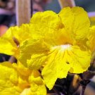 Golden Trumpet Tree Tabebuia chrysotricha 100 Seeds