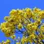 Golden Trumpet Tree Tabebuia chrysotricha 100 Seeds