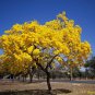 Golden Trumpet Tree Tabebuia chrysotricha 100 Seeds