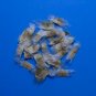 Golden Trumpet Tree Tabebuia chrysotricha 100 Seeds