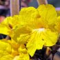 Golden Trumpet Tree Tabebuia chrysotricha 100 Seeds
