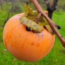 Japanese Persimmon 10 Seeds Diospyros kaki Japanese Persimmon 10 Seeds Diospyros kaki